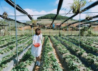 20 đặc sản Mộc Châu “vừa ăn vừa được gói đem về” NGON NỨC TIẾNG đặc sản mộc châu