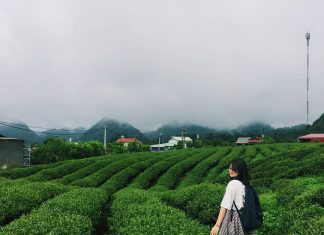 Kinh nghiệm đi đồi chè Mộc Châu 2019: chỉ đường, giá vé, điểm check in