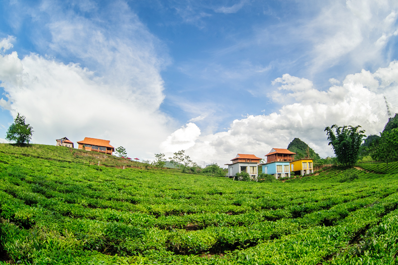 đồi chè xanh bát ngát