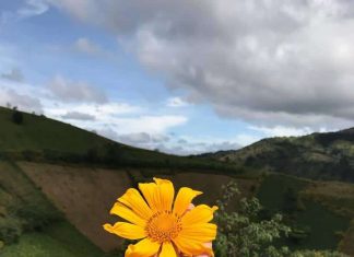 Update ngay 27+ địa điểm du lịch Mộc Châu mới nhất 2019