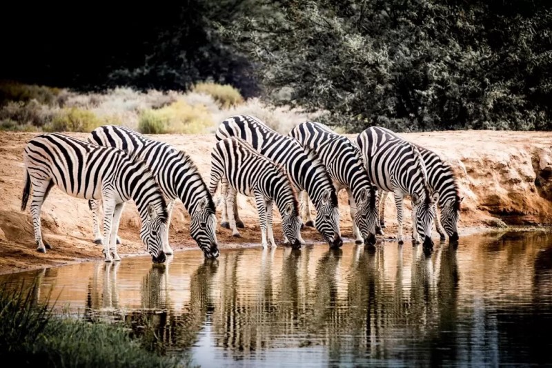 Những chú ngựa vằn tại Nam Phi