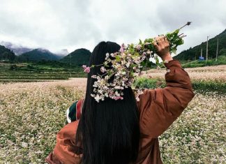 Bản đồ du lịch Hà Giang mới nhất 2019 cho du khách cánh đồng hoa tam giác mạch