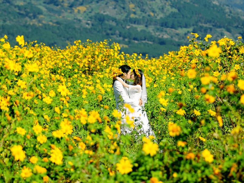 Một cặp đôi chụp ảnh cưới ở vườn hoa dã quỳ