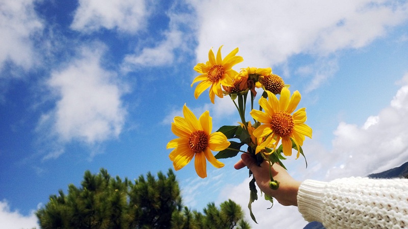 Những bông hoa dã quỳ màu vàng rực rỡ nổi bật trên nền trời xanh