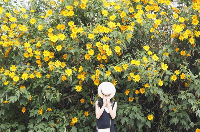 Chụp ảnh với vườn hoa dã quỳ nở vàng rực rỡ ở Ba Vì