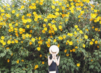 Mùa hoa dã quỳ Ba Vì tháng mấy? 4 điểm ngắm hoa dã quỳ đẹp nhất tại vườn quốc gia Ba Vì hoa dã quỳ ba vì