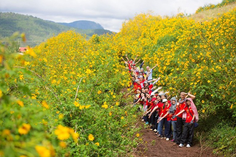 Một nhóm bạn chụp ảnh giữa vườn hoa dã quỳ vàng rực rỡ