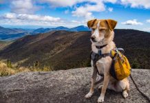 Kinh nghiệm hiking và đi phượt cùng chú chó của bạn