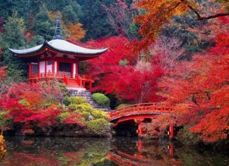 Từ A-Z kinh nghiệm du lịch Nhật Bản tự túc mới nhất 2020 Mùa lá phong đỏ tại Nhật Bản