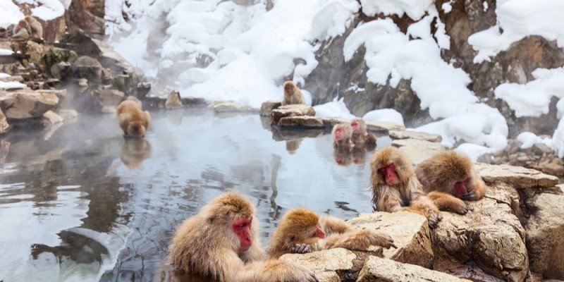 Những chú khỉ mùa tuyết tan