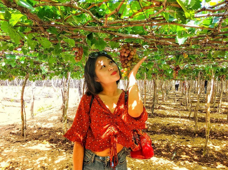 Vườn nho Tây Ninh xanh mướt, trĩu quả