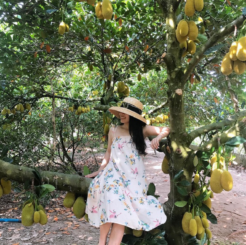 Chụp ảnh với cây mít sai quả ở vườn trái cây Tây Ninh