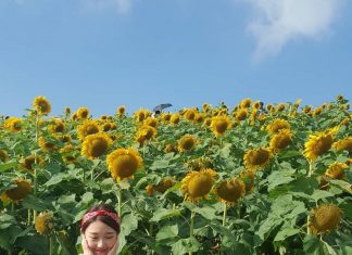 Kinh nghiệm du lịch Chiang Mai Thái Lan 2020: chuẩn bị gì, đổi tiền ở đâu, chơi gì, ăn gì,…. đi chiang mai thái lan