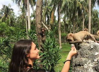 Đảo khỉ ở đâu? Kinh nghiệm và giá vé đi đảo Khỉ Nha Trang mới nhất du lịch đảo khỉ nha trang