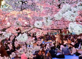Lễ hội hoa anh đào Nhật Bản 2020 vào ngày nào? Ở đâu? Có gì đặc biệt?