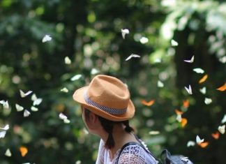 Mùa bướm rừng Cúc Phương Ninh Bình khi nào? Chơi gì ở rừng Cúc Phương 1 ngày Mùa bướm rừng Cúc Phương