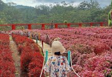 Đà Lạt có những vườn hoa nào? 10 công viên hoa Đà Lạt ĐẸP NHẤT