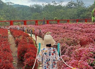 Đà Lạt có những vườn hoa nào? 10 công viên hoa Đà Lạt ĐẸP NHẤT