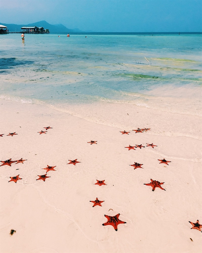 Những con sao biển nằm trên bãi cát của Bãi Sao