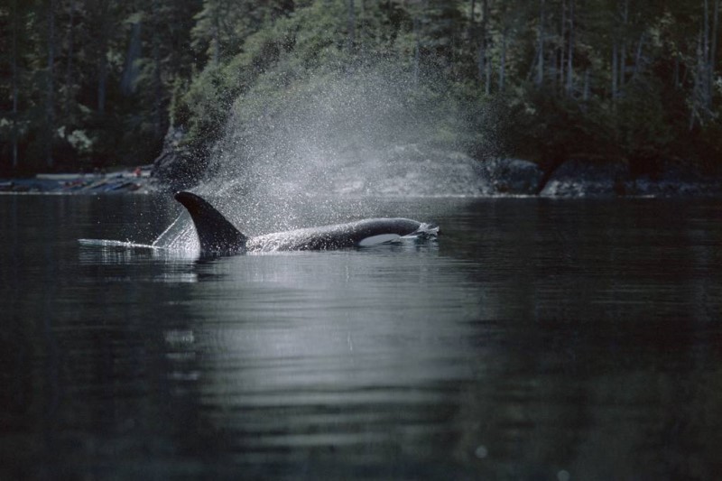 Những chú cá voi bơi lội tại hòn đảo Cancouver Canada