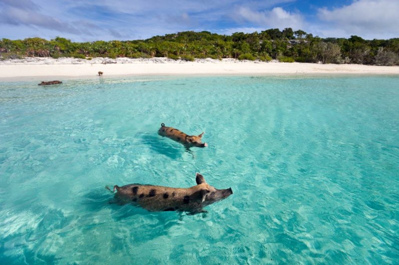 Quần đảo Bahamas là nơi cư ngụ của những chú heo rừng