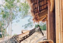 Kinh nghiệm đi Vinpearl Safari Phú Quốc 2020: giá vé, có gì chơi?