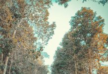 Kinh nghiệm du lịch rừng Nam Cát Tiên và lịch trình trekking, cắm trại rừng nam cát tiên