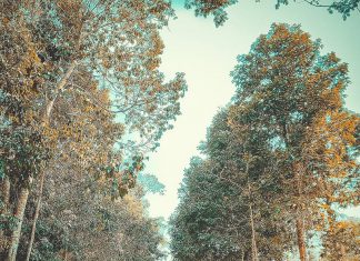 Kinh nghiệm du lịch rừng Nam Cát Tiên và lịch trình trekking, cắm trại rừng nam cát tiên