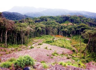 Kinh nghiệm trekking Bidoup Núi Bà – “nóc nhà” Tây Nguyên cực chi tiết rừng bidoup