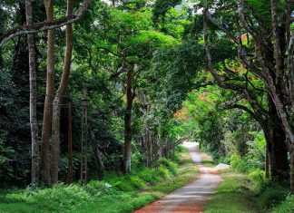 Vườn quốc gia Cúc Phương có gì? Kinh nghiệm du lịch và giá vé 2020 đường mòn cúc phương