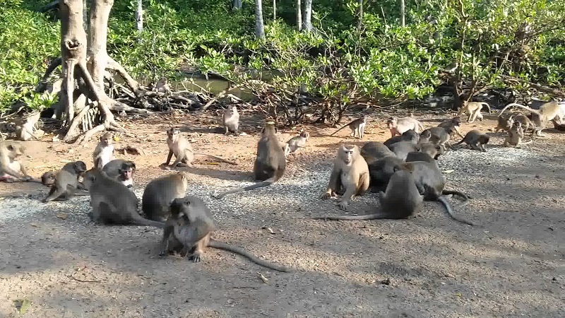 Những chú khỉ tinh nghịch ở Đảo Khỉ Cần Giờ