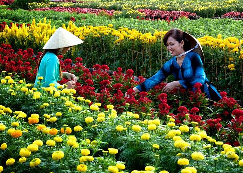 Hai cô gái đội nón đang hái hoa ở làng hoa cảnh Chợ Lách