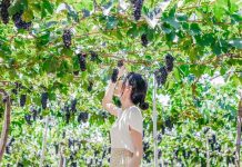 Kinh nghiệm du lịch Ninh Thuận tự túc: đi đâu, ăn gì, ở đâu… Những vườn nho ở Ninh Thuận đang là địa điểm mới nổi được đông đảo du khách yêu thích. Bạn sẽ được tham quan vườn nho, chụp ảnh dưới giàn nho sai trĩu quả hay thưởng thức nho tươi, siro nho và rượu nho.