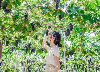 Kinh nghiệm du lịch Ninh Thuận tự túc: đi đâu, ăn gì, ở đâu… Những vườn nho ở Ninh Thuận đang là địa điểm mới nổi được đông đảo du khách yêu thích. Bạn sẽ được tham quan vườn nho, chụp ảnh dưới giàn nho sai trĩu quả hay thưởng thức nho tươi, siro nho và rượu nho.