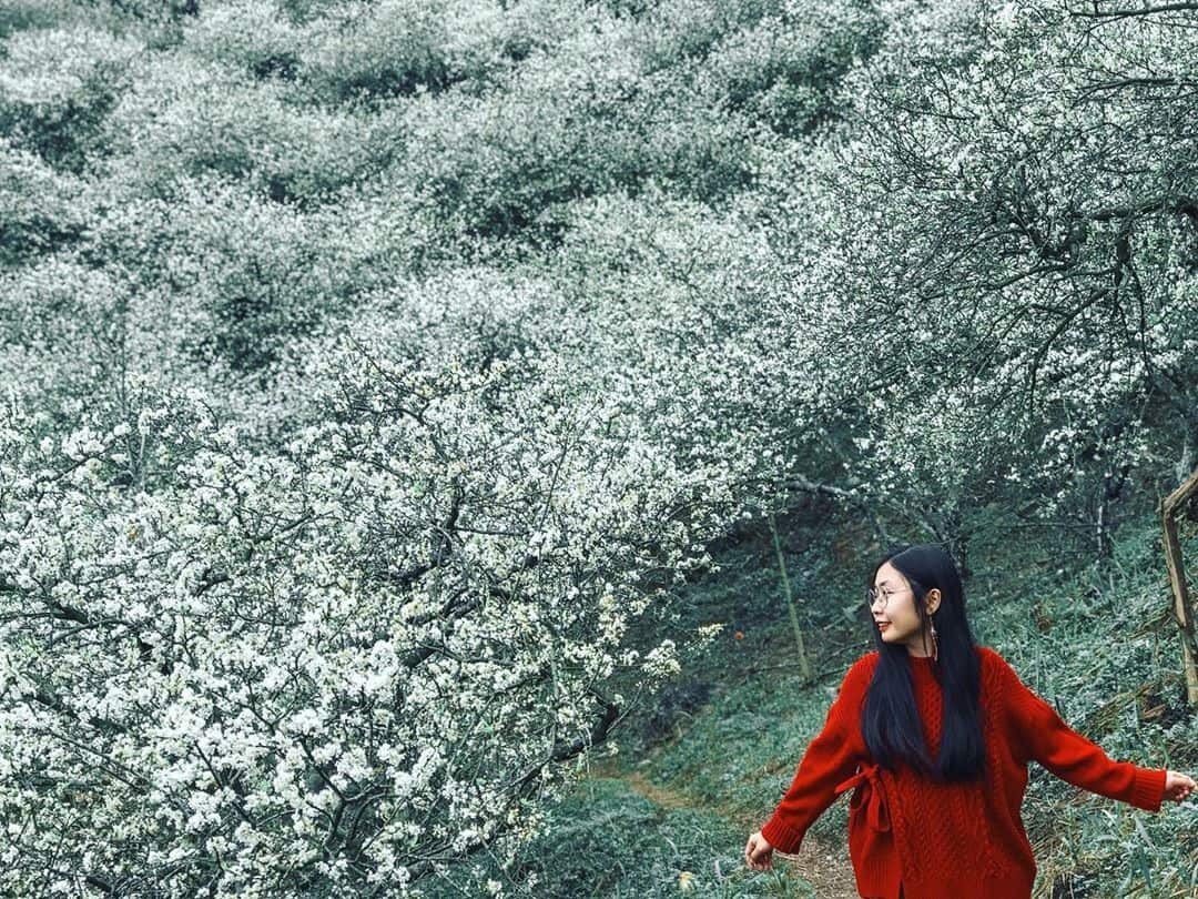 Bạn nữ chụp ảnh trong rừng mận nở hoa trắng xoá vào mùa đông