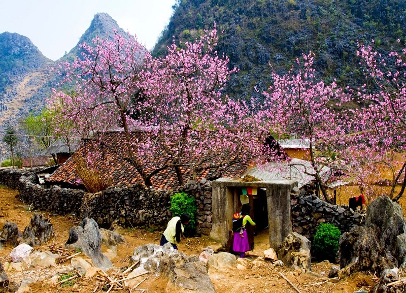 Bản làng Sapa vùng Tây Bắc rực rỡ sắc hoa anh đào nở rộ
