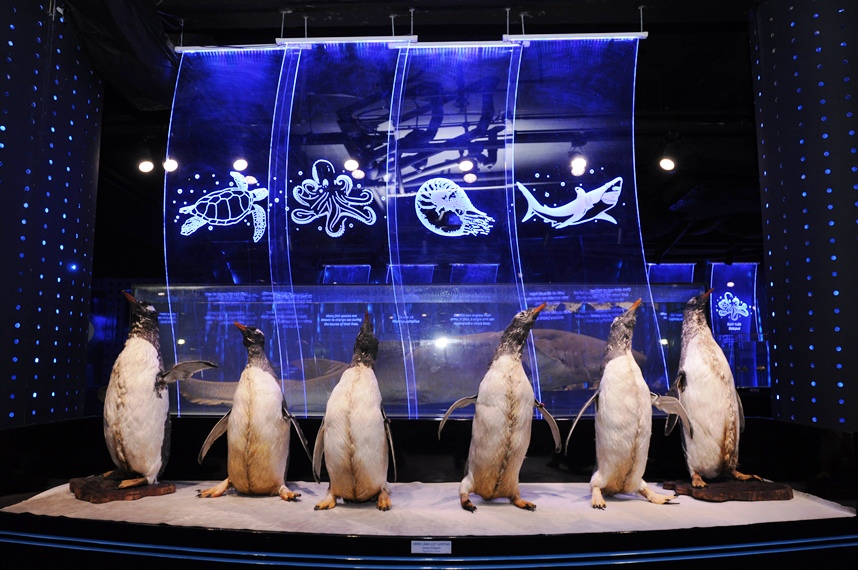 Những chú chim cánh cụt được trang trí tại thủy cung