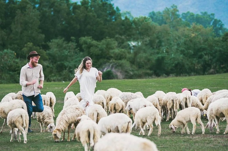 Một cặp đôi người nước ngoài đang vui đùa cùng những chú cừu