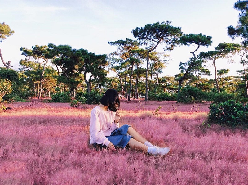 đồi cỏ hồng