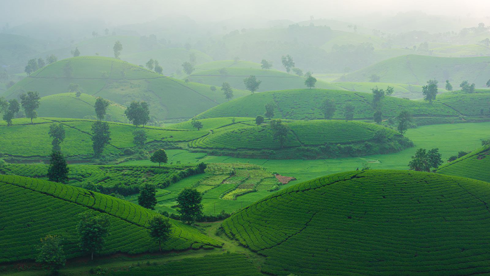 Điểm nên ghé: đồi chè, thác Dải Yếm, rừng thông