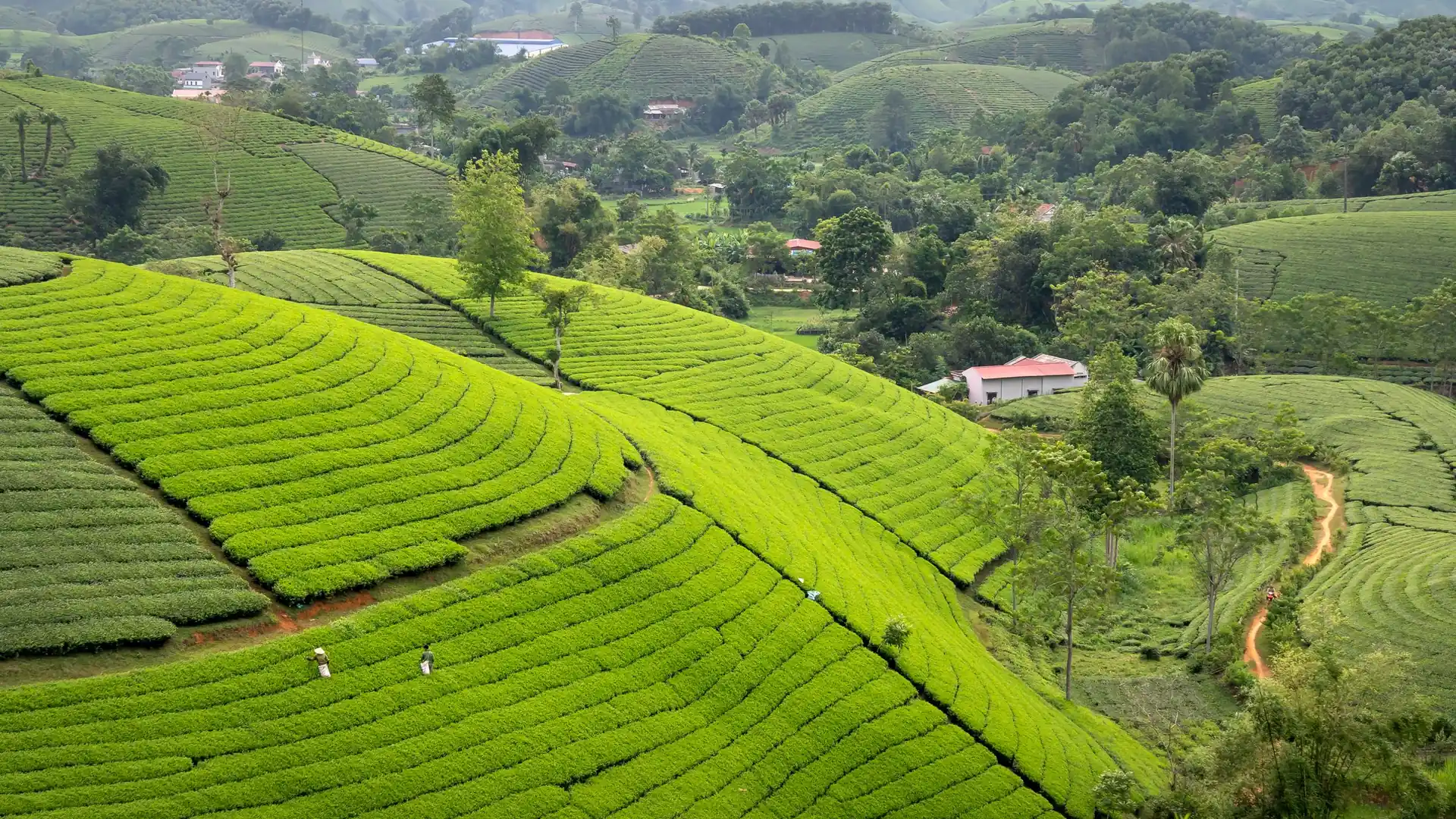 Nương chè xanh trải dài trên những ngọn đồi