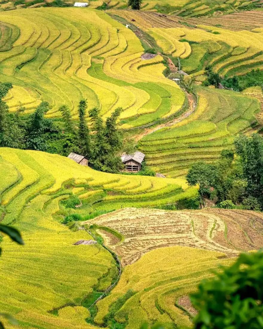 Ruộng bậc thang mùa lúa chín vàng